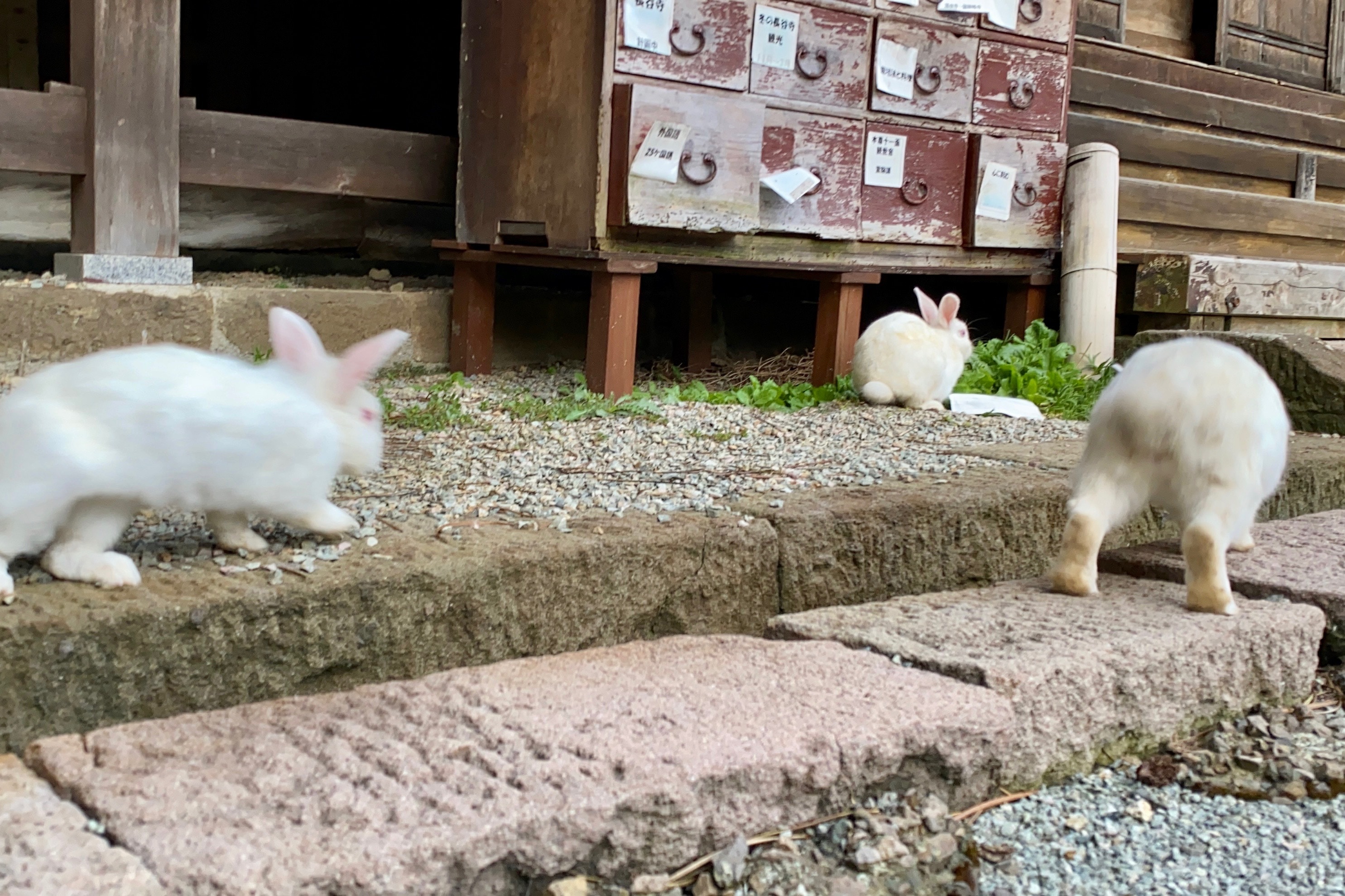 放し飼いのうさぎ（2020年9月）