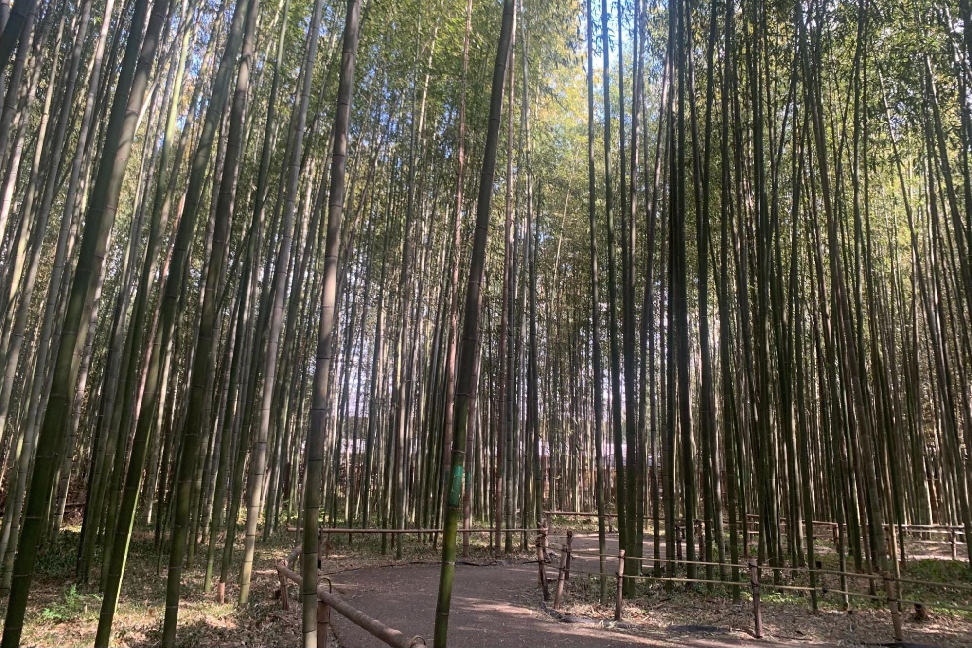 養生テープを貼られた竹が目立つ（2022年2月、弁護士ドットコム撮影）